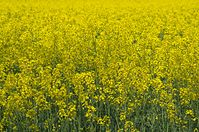 Flora-Raps-20140422-134.jpg