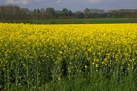 Flora-Raps-20140426-140.jpg