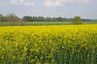 Flora-Raps-20140426-142.jpg