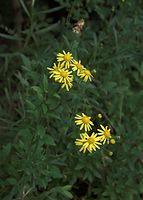 Flora-Raukenblaettriges-Greiskraut-20090627-16.jpg