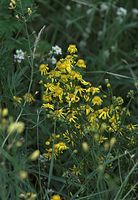 Flora-Raukenblaettriges-Greiskraut-20090629-14.jpg