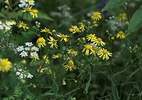 Flora-Raukenblaettriges-Greiskraut-20090629-21.jpg