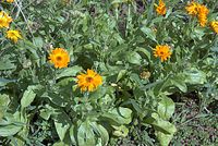 Dateiname=Flora-Ringelblume-20070622-128a.jpg
Dateigröße=276KB
Abmessungen: 720x484
hinzugefügt am: 11. September 2014 Flora-Ringelblume-20070622-128a.jpg