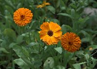 Flora-Ringelblume-20090711-38.jpg