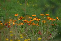 Dateiname=Flora-Ringelblume-20110703-11.jpg
Dateigröße=170KB
Abmessungen: 720x478
hinzugefügt am: 11. September 2014 Flora-Ringelblume-20110703-11.jpg