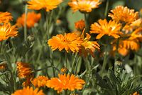 Dateiname=Flora-Ringelblume-20110705-16.jpg
Dateigröße=171KB
Abmessungen: 720x480
hinzugefügt am: 11. September 2014 Flora-Ringelblume-20110705-16.jpg
