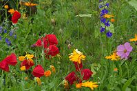 Dateiname=Flora-Ringelblume-Klatschmohn-Rittersporn-20110704-106.jpg
Dateigröße=262KB
Abmessungen: 720x478
hinzugefügt am: 11. September 2014 Flora-Ringelblume-Klatschmohn-Rittersporn-20110704-106.jpg