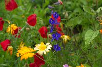 Dateiname=Flora-Ringelblume-Klatschmohn-Rittersporn-20110704-107.jpg
Dateigröße=170KB
Abmessungen: 720x478
hinzugefügt am: 11. September 2014 Flora-Ringelblume-Klatschmohn-Rittersporn-20110704-107.jpg