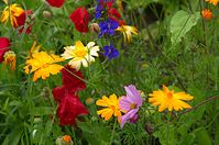 Dateiname=Flora-Ringelblume-Klatschmohn-Rittersporn-20110704-108.jpg
Dateigröße=211KB
Abmessungen: 720x478
hinzugefügt am: 11. September 2014 Flora-Ringelblume-Klatschmohn-Rittersporn-20110704-108.jpg