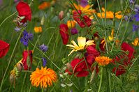 Dateiname=Flora-Ringelblume-Klatschmohn-Rittersporn-20110704-109.jpg
Dateigröße=216KB
Abmessungen: 720x478
hinzugefügt am: 11. September 2014 Flora-Ringelblume-Klatschmohn-Rittersporn-20110704-109.jpg