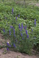 Flora-Rittersporn-20060625-15.jpg