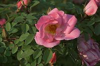 Dateiname=Flora-Rose-20100529-55.jpg
Dateigröße=161KB
Abmessungen: 720x481
hinzugefügt am: 11. September 2014 Flora-Rose-20100529-55.jpg