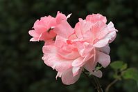 Dateiname=Flora-Rose-20100613-010.jpg
Dateigröße=130KB
Abmessungen: 720x481
hinzugefügt am: 11. September 2014 Flora-Rose-20100613-010.jpg