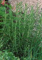 Dateiname=Flora-Rosmarin-20090711-39.jpg
Dateigröße=288KB
Abmessungen: 507x720
hinzugefügt am: 11. September 2014 Flora-Rosmarin-20090711-39.jpg