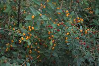 Flora-Rote-Heckenkirsche-20090629-42.jpg