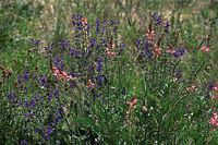 Flora-Saat-Esparsette-20090517-79.jpg