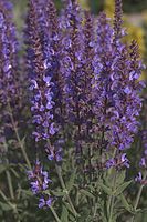Dateiname=Flora-Salbei-20050625-14.jpg
Dateigröße=208KB
Abmessungen: 480x720
hinzugefügt am: 11. September 2014 Flora-Salbei-20050625-14.jpg