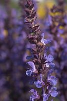 Dateiname=Flora-Salbei-20050625-15.jpg
Dateigröße=135KB
Abmessungen: 480x720
hinzugefügt am: 11. September 2014 Flora-Salbei-20050625-15.jpg