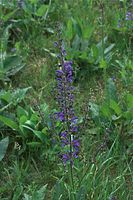 Dateiname=Flora-Salbei-20090516-30.jpg
Dateigröße=215KB
Abmessungen: 481x720
hinzugefügt am: 11. September 2014 Flora-Salbei-20090516-30.jpg