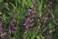 Dateiname=Flora-Salbei-20090516-32.jpg
Dateigröße=174KB
Abmessungen: 720x481
hinzugefügt am: 11. September 2014 Flora-Salbei-20090516-32.jpg
