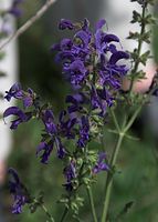 Dateiname=Flora-Salbei-20090517-83.jpg
Dateigröße=155KB
Abmessungen: 516x720
hinzugefügt am: 11. September 2014 Flora-Salbei-20090517-83.jpg