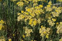 Flora-Sand-Strohblume-20070721-44.jpg