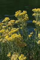 Flora-Sand-Strohblume-20070721-45.jpg