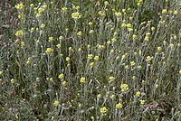 Dateiname=Flora-Sand-Strohbume-20070626-240a.jpg
Dateigröße=323KB
Abmessungen: 720x484
hinzugefügt am: 11. September 2014 Flora-Sand-Strohbume-20070626-240a.jpg