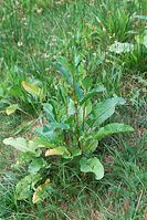 Dateiname=Flora-Sauerampfer-20100706-60.jpg
Dateigröße=314KB
Abmessungen: 481x720
hinzugefügt am: 11. September 2014 Flora-Sauerampfer-20100706-60.jpg