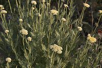 Flora-Schafgarbe-20060621-26.jpg