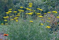 Flora-Schafgarbe-20070623-338a.jpg