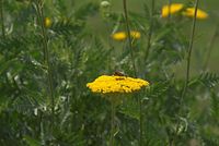 Flora-Schafgarbe-20070624-279.jpg