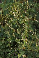 Dateiname=Flora-Schlingknoeterich-20080907-49.jpg
Dateigröße=252KB
Abmessungen: 485x720
hinzugefügt am: 11. September 2014 Flora-Schlingknoeterich-20080907-49.jpg