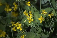 Dateiname=Flora-Schoellkraut-20070501-035.jpg
Dateigröße=139KB
Abmessungen: 720x484
hinzugefügt am: 11. September 2014 Flora-Schoellkraut-20070501-035.jpg