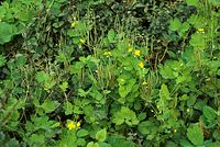 Dateiname=Flora-Schoellkraut-20080907-41.jpg
Dateigröße=312KB
Abmessungen: 720x485
hinzugefügt am: 11. September 2014 Flora-Schoellkraut-20080907-41.jpg