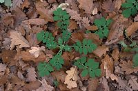 Dateiname=Flora-Schoellkraut-20081108-48.jpg
Dateigröße=245KB
Abmessungen: 720x481
hinzugefügt am: 11. September 2014 Flora-Schoellkraut-20081108-48.jpg