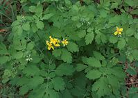 Dateiname=Flora-Schoellkraut-20090418-15.jpg
Dateigröße=190KB
Abmessungen: 720x510
hinzugefügt am: 11. September 2014 Flora-Schoellkraut-20090418-15.jpg