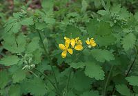 Dateiname=Flora-Schoellkraut-20090418-16.jpg
Dateigröße=162KB
Abmessungen: 720x505
hinzugefügt am: 11. September 2014 Flora-Schoellkraut-20090418-16.jpg