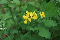 Dateiname=Flora-Schoellkraut-20090418-17.jpg
Dateigröße=139KB
Abmessungen: 720x481
hinzugefügt am: 11. September 2014 Flora-Schoellkraut-20090418-17.jpg