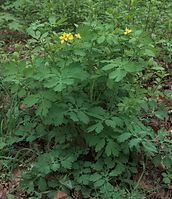 Flora-Schoellkraut-20090418-18.jpg