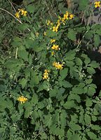 Flora-Schoellkraut-20090426-26.jpg