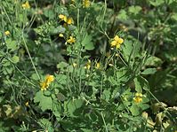 Flora-Schoellkraut-20090510-56.jpg