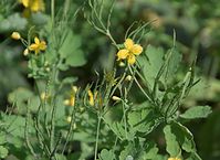 Flora-Schoellkraut-20090510-57.jpg