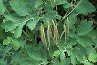 Flora-Schoellkraut-20090531-31.jpg