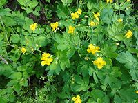 Flora-Schoellkraut-20110428-15.jpg