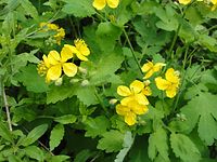 Flora-Schoellkraut-20110428-19.jpg