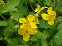 Flora-Schoellkraut-20110428-20.jpg