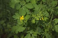 Flora-Schoellkraut-20130601-024.jpg
