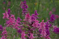 Flora-Schopfsalbei-20110703-045.jpg