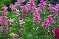 Flora-Schopfsalbei-20110703-17.jpg